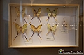 VBS_1073 - Riapre il Museo di Scienze Naturali dopo dieci anni di chiusura